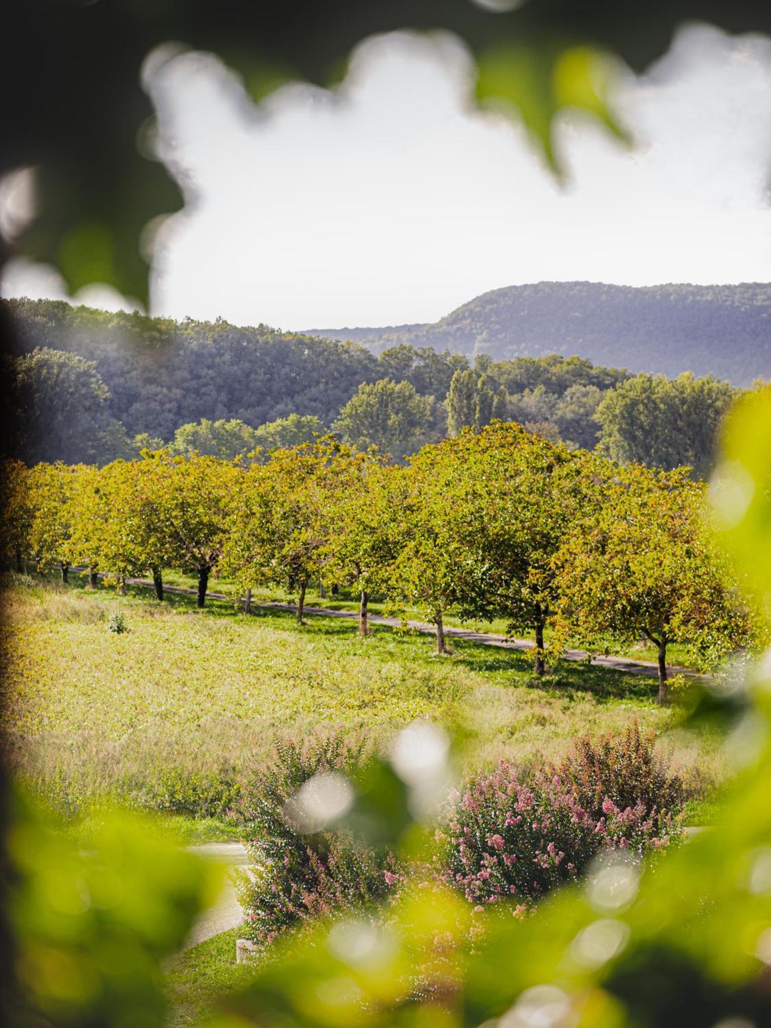 Chateau La Gineste - Castle And Vineyard Duravel Dış mekan fotoğraf